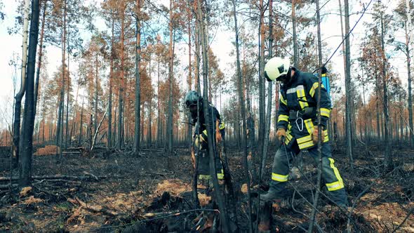 Firefighters are Shoveling and Extinguishing Smoldering Woods