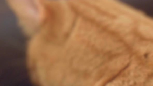 Close-up of a Ginger/Tabby cat looking and listening