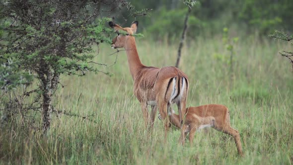 Cute Baby Thompson's Gazelle feeding from its mother On The Grass Field In Kenya, Africa - Close Up 