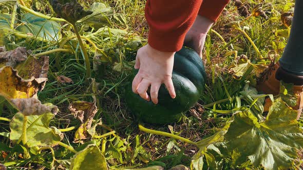 Organic eco raw green pumpkin harvest plucking