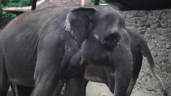 An elephant in an elephant sanctuary or shelter.