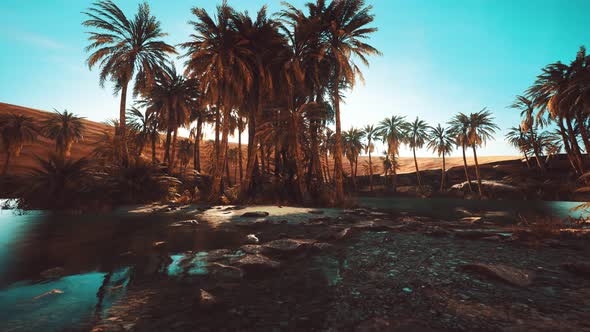 Palm Trees in Sahara Desert