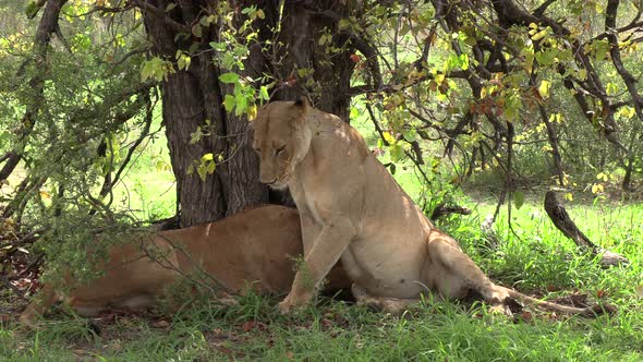 Close view of lioness lying down next to another in shadow of tree