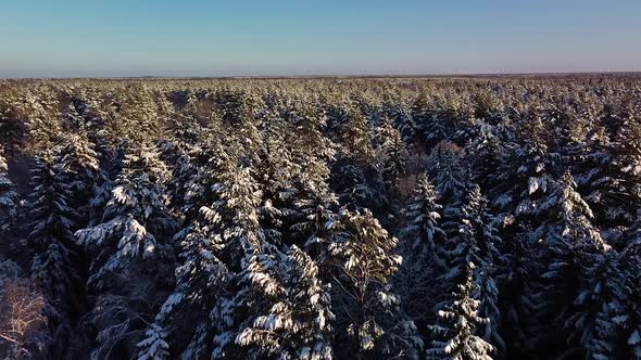 Beautiful scenic aerial view of a winter forest in sunny winter day, trees covered with fresh snow,