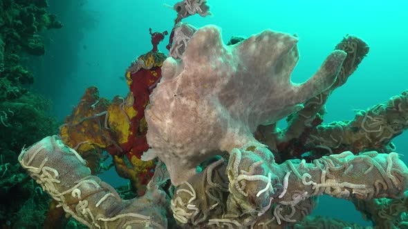 White Giant Frogfish (Antennarius commerson) sitting on grey sponge on tropical coral reef