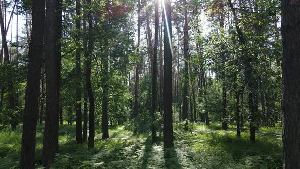 Beautiful Green Forest on a Summer Day Slow Motion