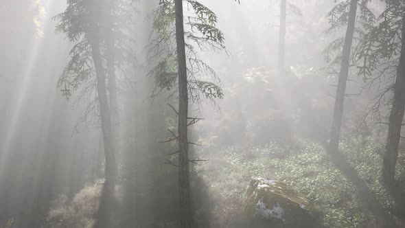 Bright Early Morning Forest in Mountains