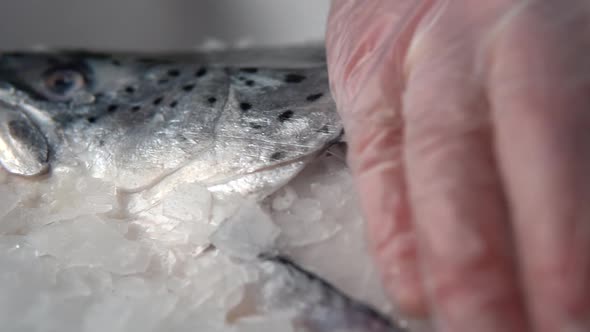 Cook remove ice crumbs raw fresh salmon fish with hand in a glove.