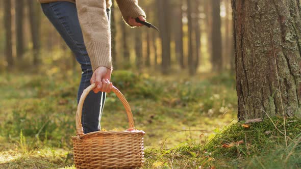 Young Woman Picking Mushrooms in Autumn Forest