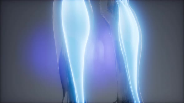 Gastrocnemius- Visible Muscle Anatomy Map alt