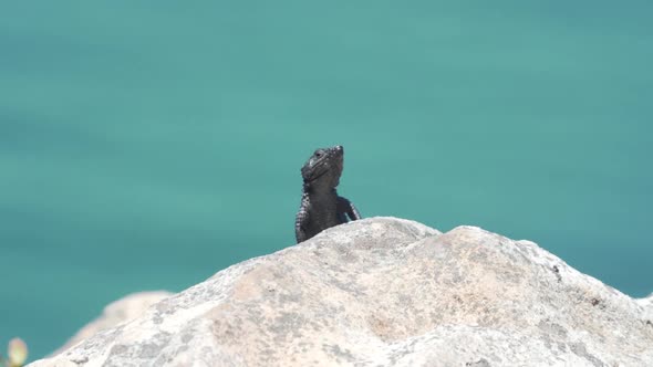 Chameleon Lizard On Rock Under The Sunlight And Against Hazy Background. wide