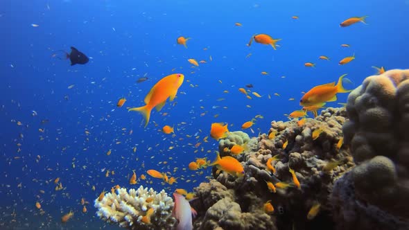 Tropical Underwater Fish Reef