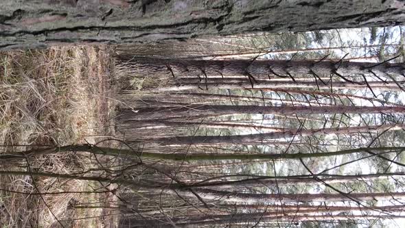 Vertical Video of Trees in a Pine Forest Slow Motion