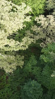 Aerial View of Green Forest in Summer