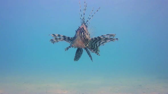 Swimming Lion-Fish and Blue Water