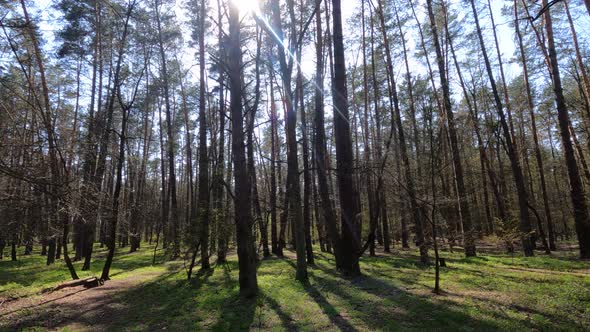 Walking Through the Forest with Pine Trees During the Day POV Slow Motion