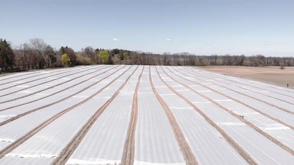 Aerial view of field beds covered by plastic mulch foil. Cultivation. Plants growing under plastic.