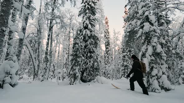 A Man and a Woman Walking Through a Beautiful Winter Forest on Skis
