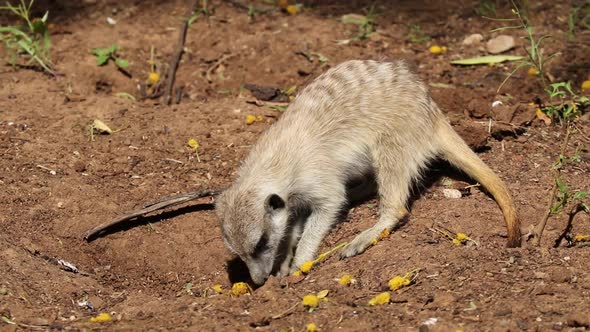 Actively Foraging Meerkat