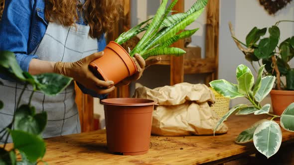 Young Woman Transplants Snake Plant