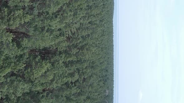 Vertical Video of Green Pine Forest By Day Aerial View