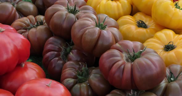 Varieties of old tomatoes on stalls in a southern France market.