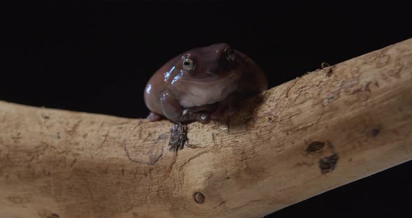 Studio Footage of a Cute Brown Tree Frog on a Tree Branch Wild Animal