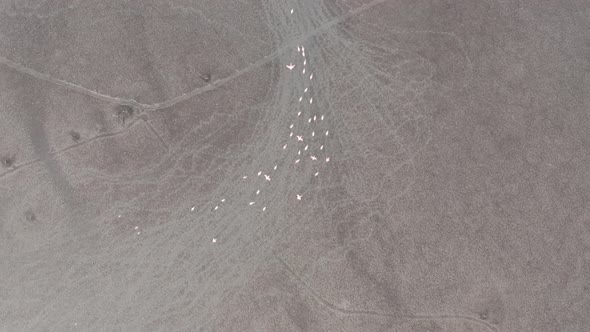 Top down aerial shot of flock of flamingoes walking over mud flat