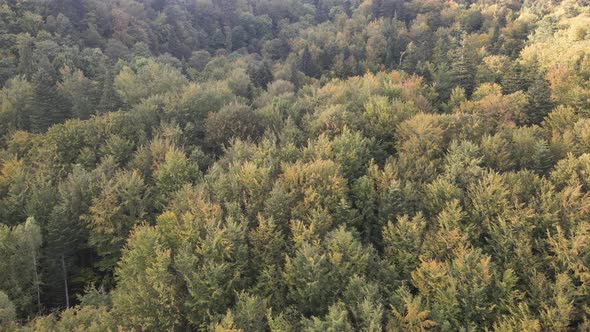 Trees in the Mountains Slow Motion. Aerial View of the Carpathian Mountains in Autumn. Ukraine