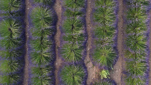 Lavender field in Valensole, Provence. Organic agriculture cultivation