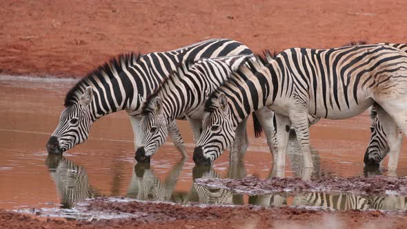 Plains Zebras Drinking At A Waterhole