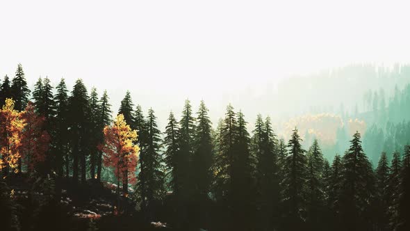 Hillside with Coniferous Forest Among the Fog on a Meadow in Mountains