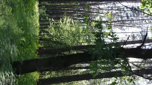 Vertical Video of a Forest with Pine Trees