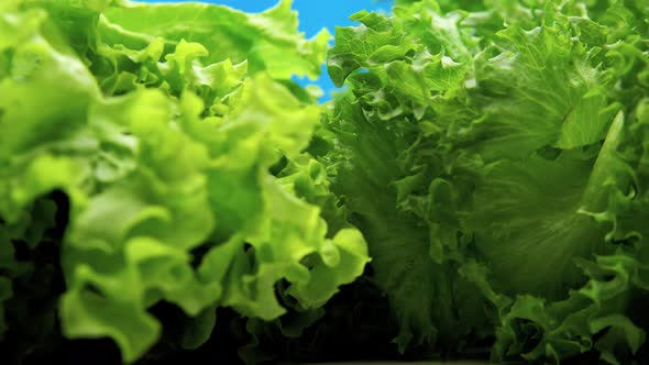 Macro Frame Closeup of a Slowly Moving Macro Upholstery Between Fresh Green Lettuce Leaves on a Blue