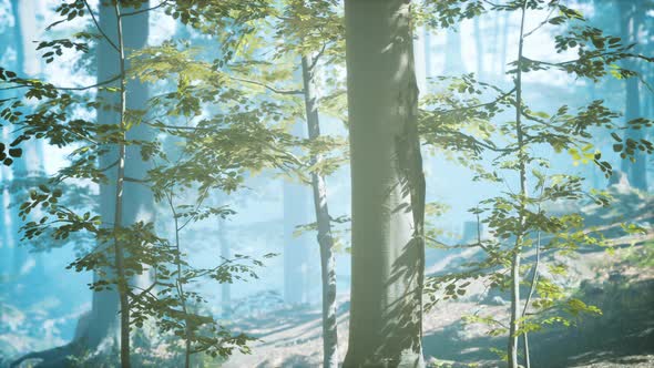 Sunny Silhouetted Forest with Sunbeams Through Fog