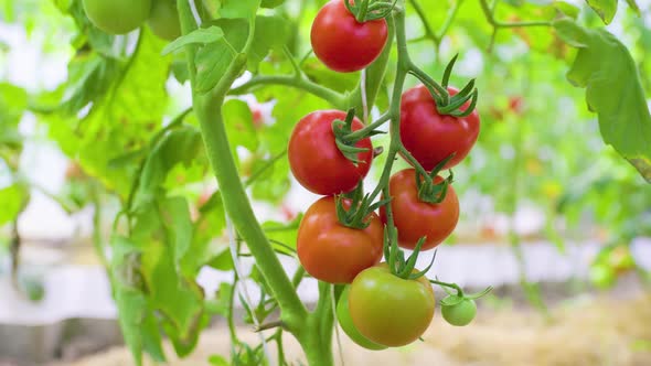 Ripe Tomatoes on a Branch
