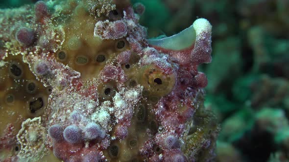 Profile shot close up of green warty frogfish.