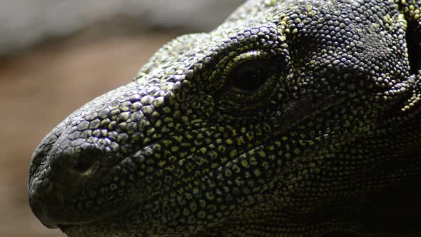 Lizard Closing and Opening a Eye