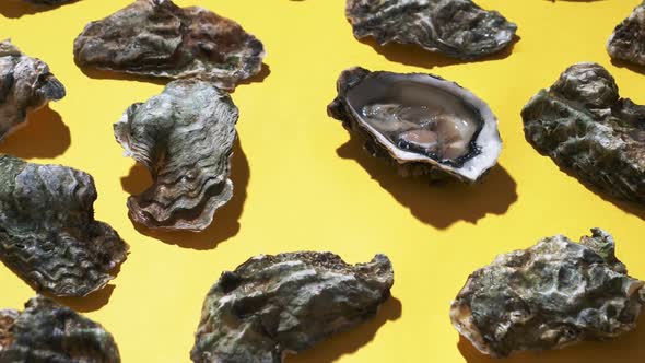 Video of fresh oysters on yellow background