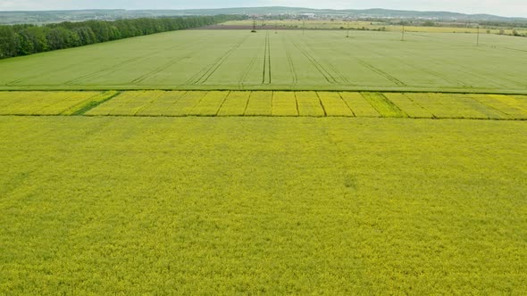 Aerial Drone View of Flight Over Green Blooming Field of Rapeseed with Lines From Tractor Tracks on