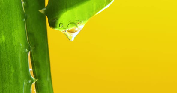 Alora vera leaf with juice, gel drips from the stems on yellow background