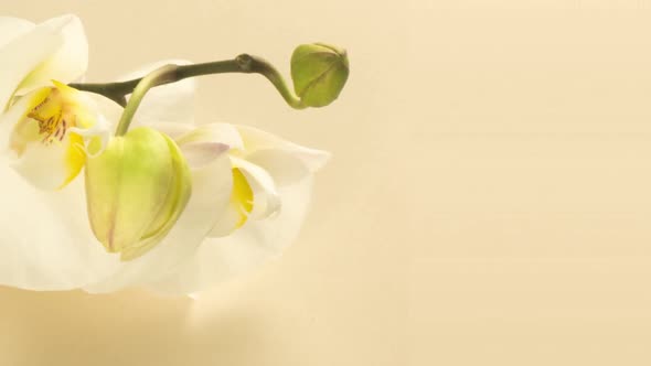 Timelapse of Opening Orchid Flowers on a Beige Background