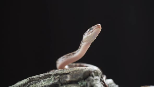 Crawling Snake Hunting Food in Early Spring  Black Rat Snake