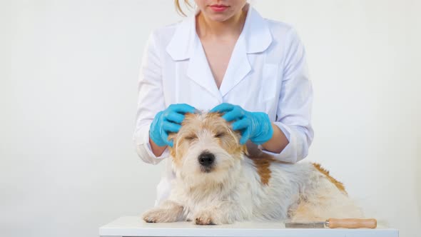 A Groomer in a White Coat and Blue Gloves Strokes the Dog's Head on the Table