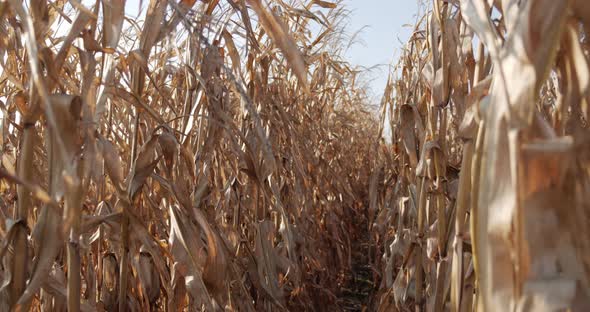 Corn Field Before the Harvest