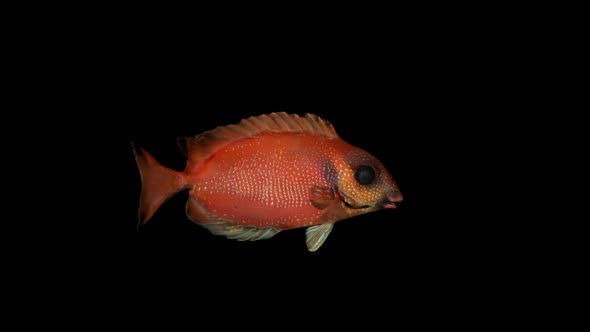 Red Siganus Fish alt