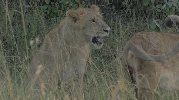 Female lion sitting in the grass