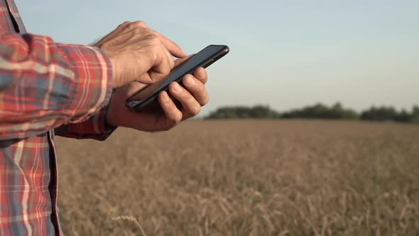 Farmer with Smartphone in His Hand Against the Background of a Wheat Field During the Harvest