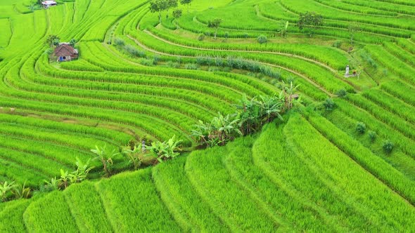 Bali, Indonesia, Aerial View of Rice Terraces