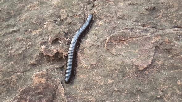 Giant African centipede on a rock 